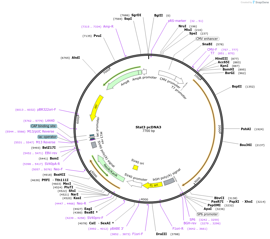 8706-plasmid-map-sequence-id-228262