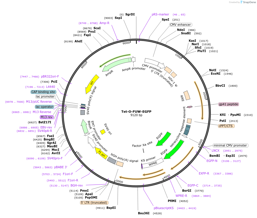30130-plasmid-map-sequence-id-228276