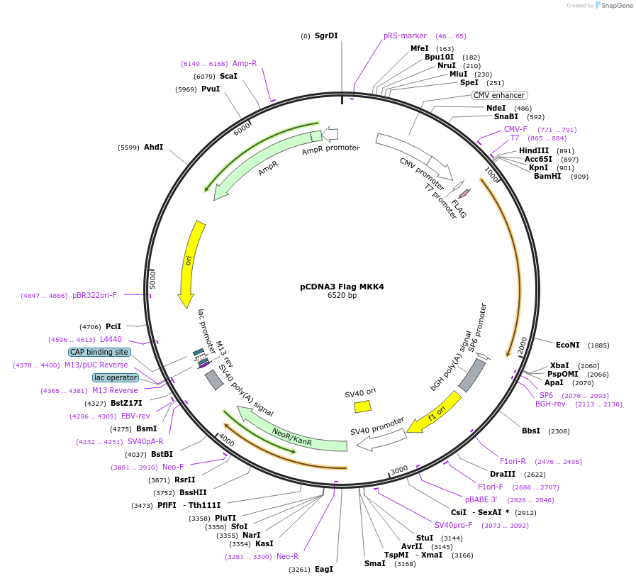 14615-plasmid-map-sequence-id-228280