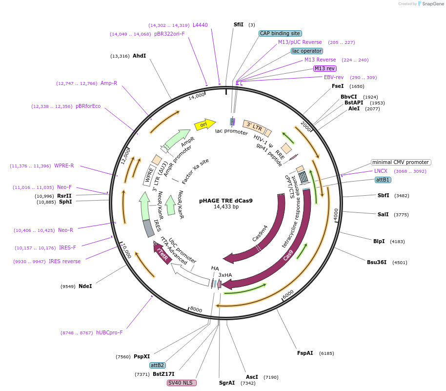 50915-plasmid-map-sequence-id-228284