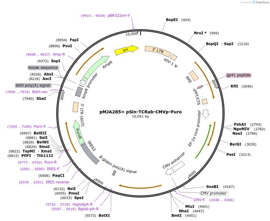 116875-plasmid-map-sequence-id-228287