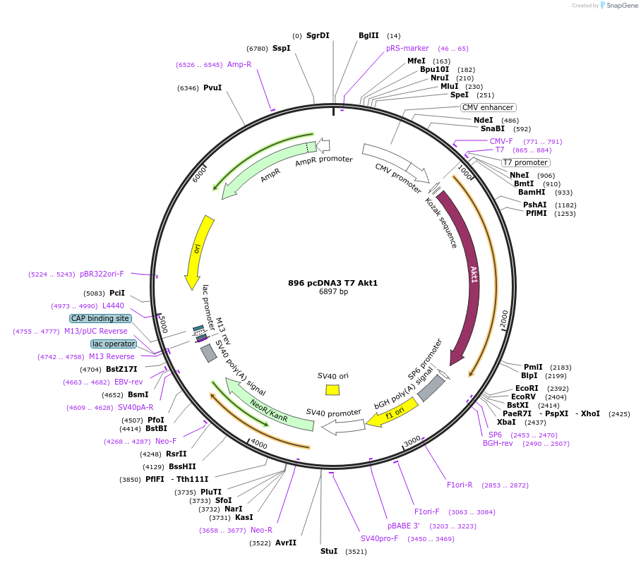 9003-plasmid-map-sequence-id-228293