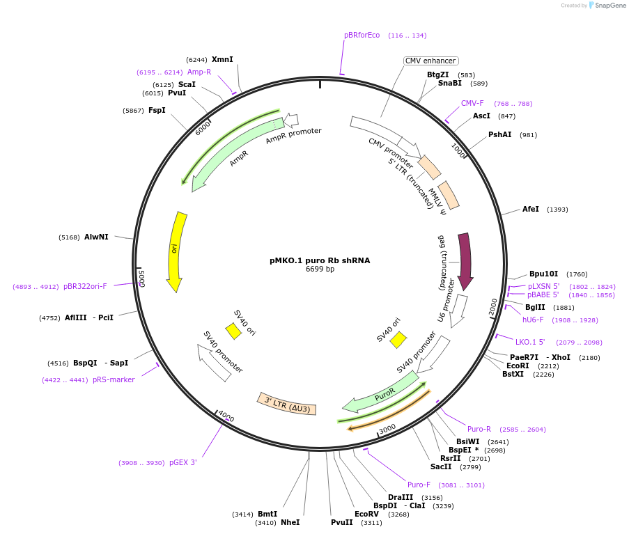 10670-plasmid-map-sequence-id-228301