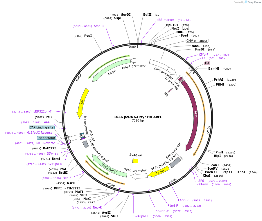 9008-plasmid-map-sequence-id-228302