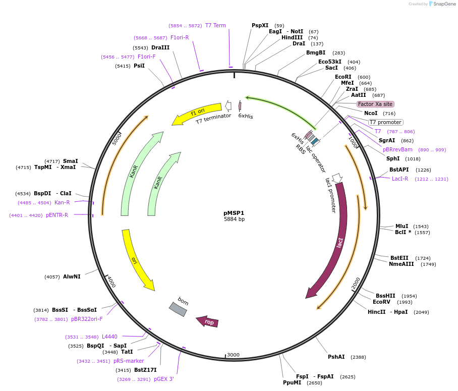 20060-plasmid-map-sequence-id-228304