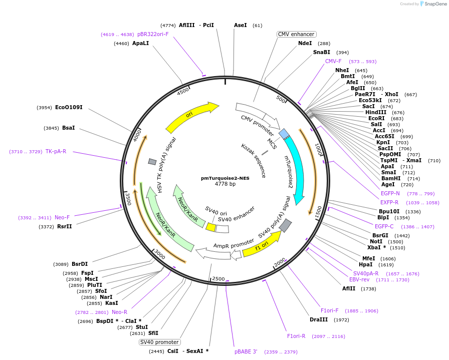 36206-plasmid-map-sequence-id-228305