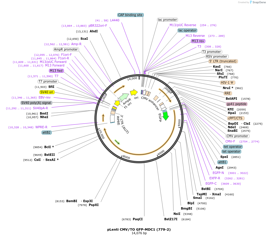26285-plasmid-map-sequence-id-228307