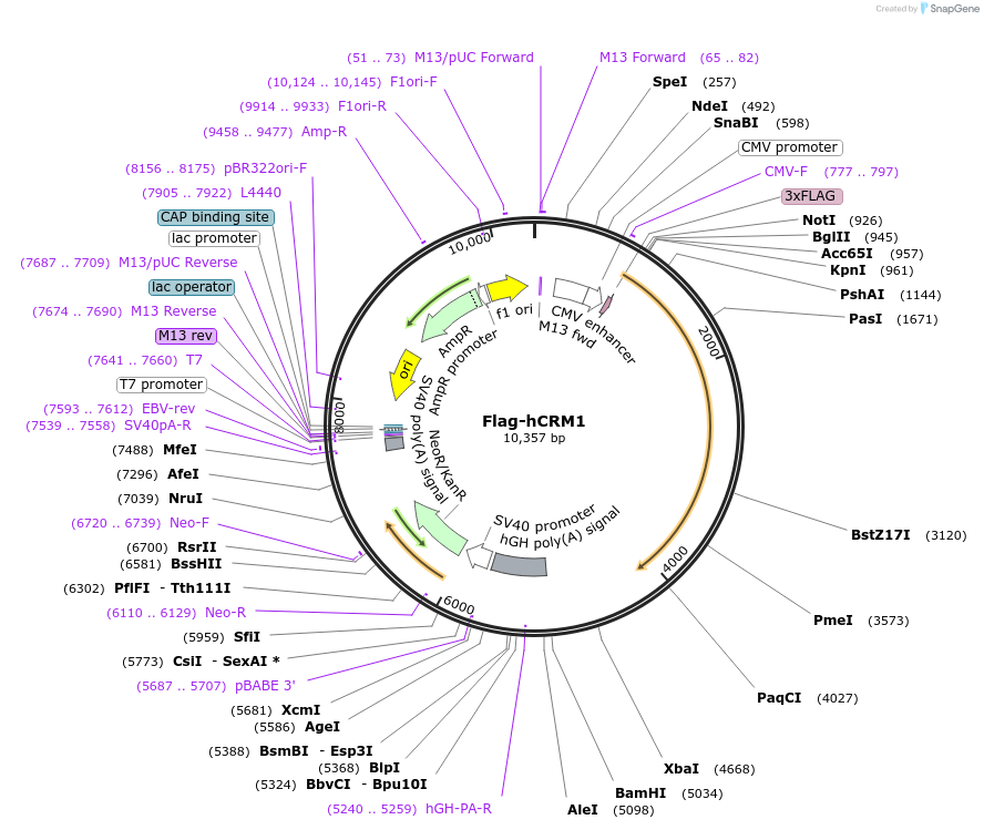 17647-plasmid-map-sequence-id-228310