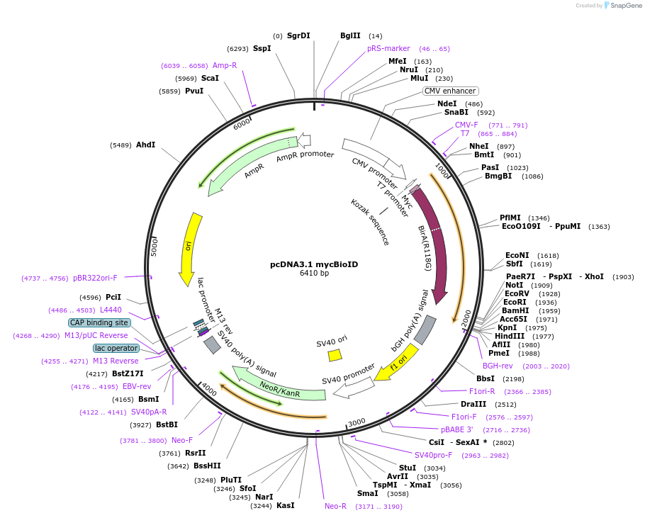 35700-plasmid-map-sequence-id-228311