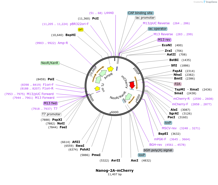 59995-plasmid-map-sequence-id-228319