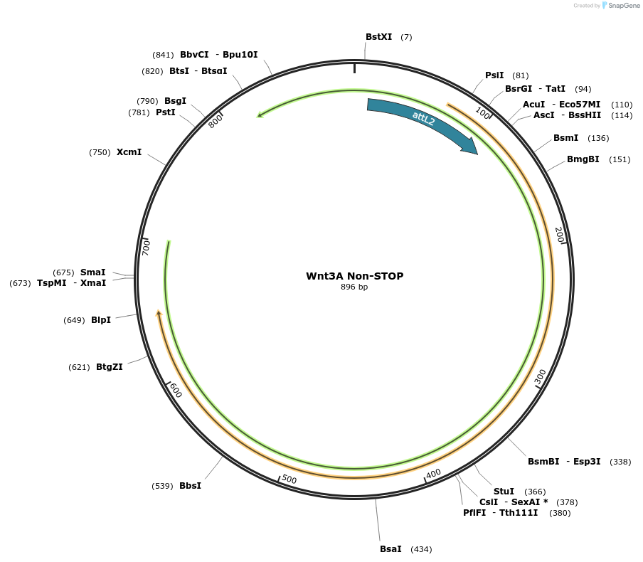 35890-plasmid-map-sequence-id-228322
