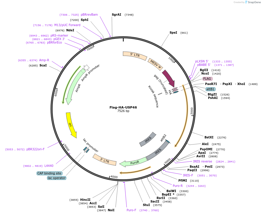 22584-plasmid-map-sequence-id-228323