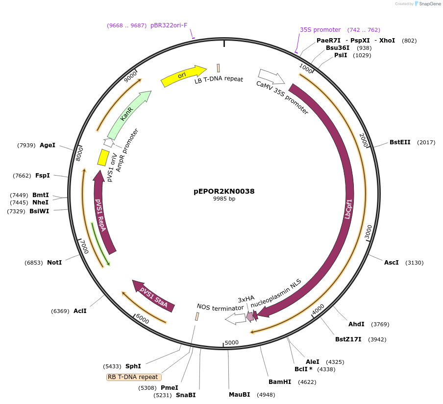 117605-plasmid-map-sequence-id-228335