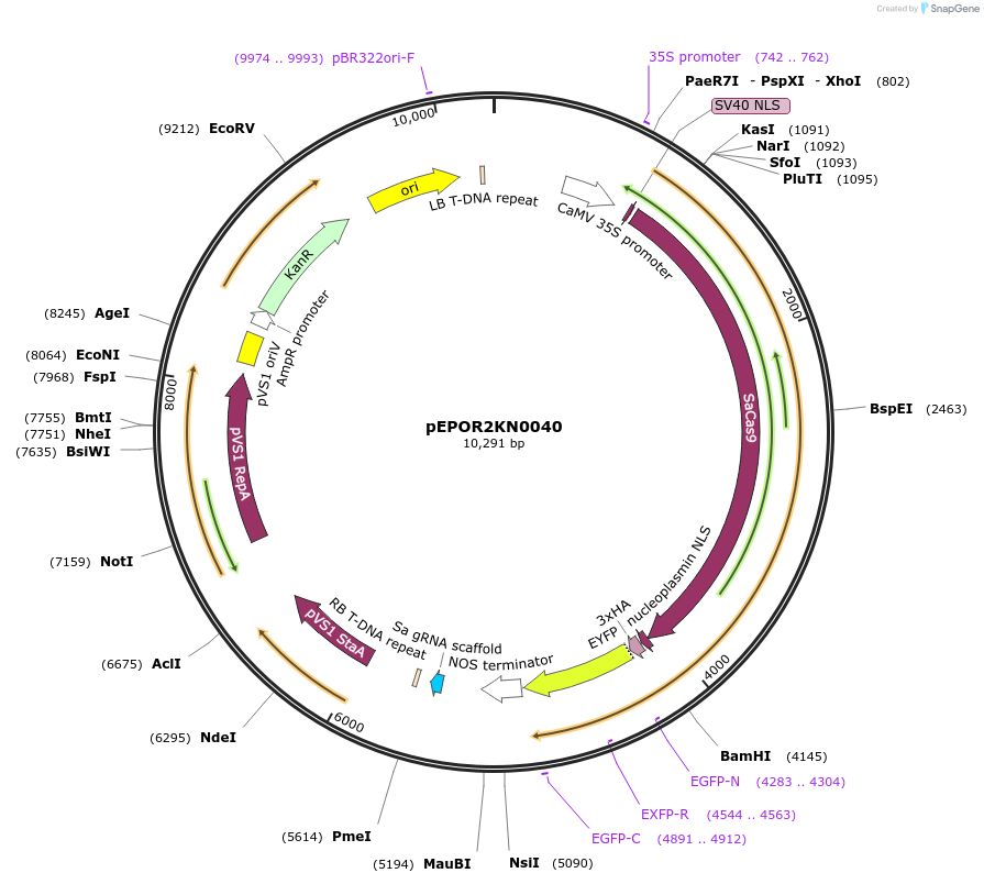 117607-plasmid-map-sequence-id-228337