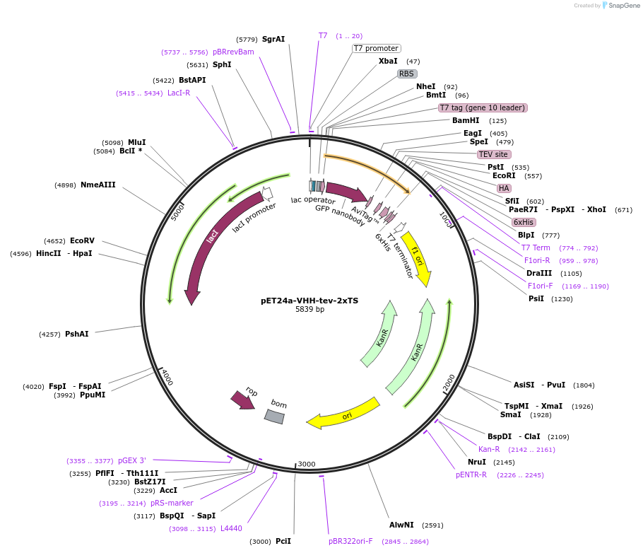 117750-plasmid-map-sequence-id-228351
