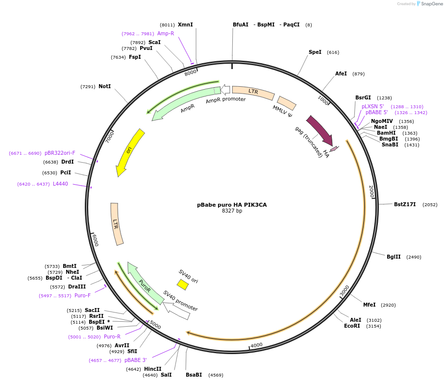 12522-plasmid-map-sequence-id-228359