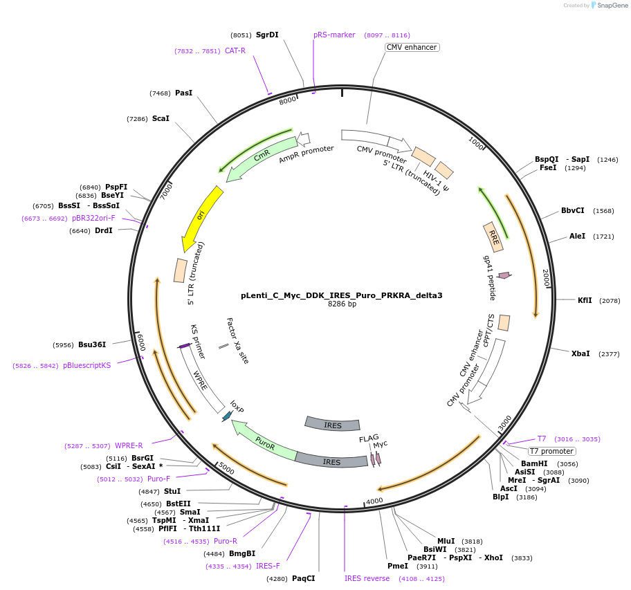 106115-plasmid-map-sequence-id-228369