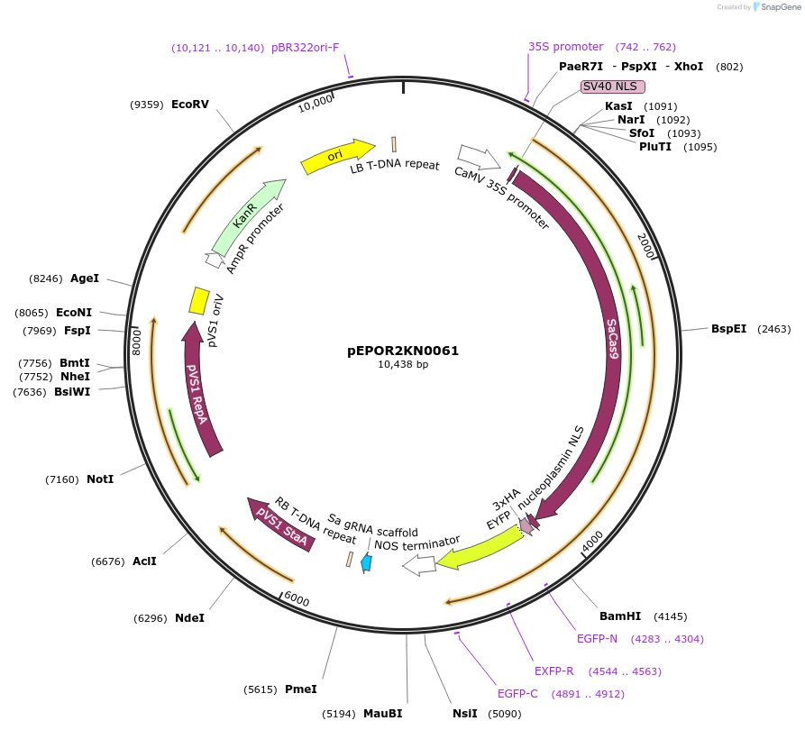 117628-plasmid-map-sequence-id-228372