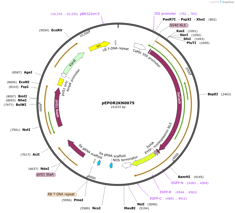 117642-plasmid-map-sequence-id-228394