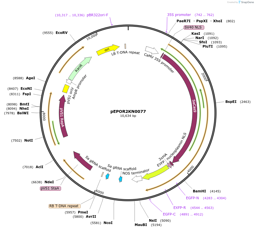 117644-plasmid-map-sequence-id-228396