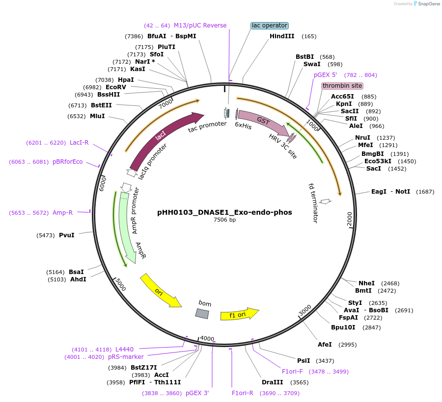 110004-plasmid-map-sequence-id-228404