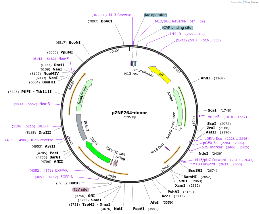 112298-plasmid-map-sequence-id-228408
