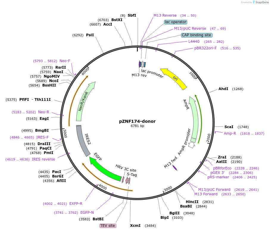 112301-plasmid-map-sequence-id-228413