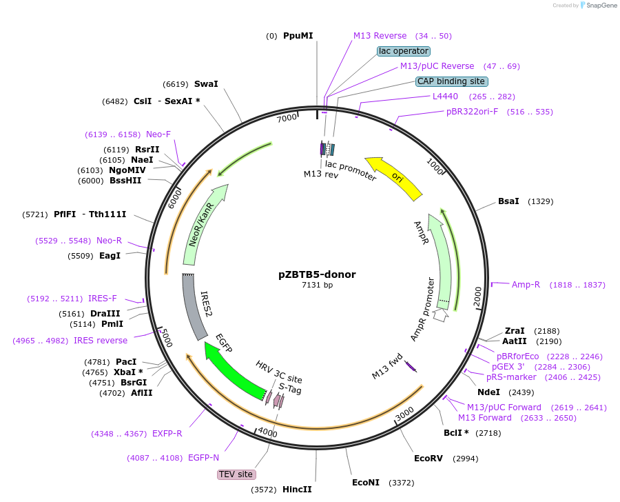 112303-plasmid-map-sequence-id-228415