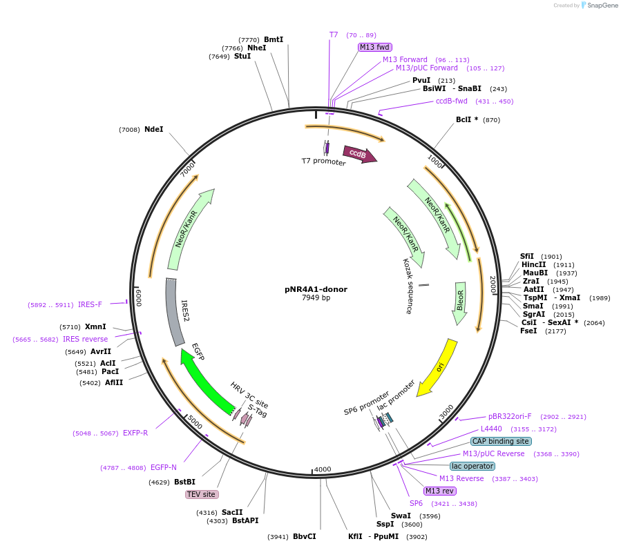 112295-plasmid-map-sequence-id-228416