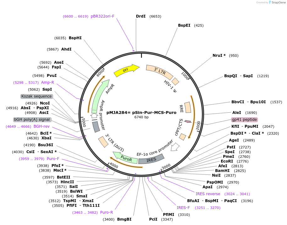 116877-plasmid-map-sequence-id-228426