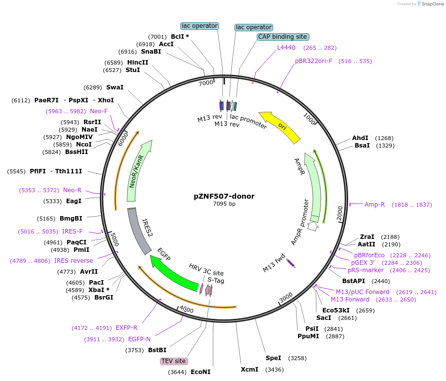 112305-plasmid-map-sequence-id-228456