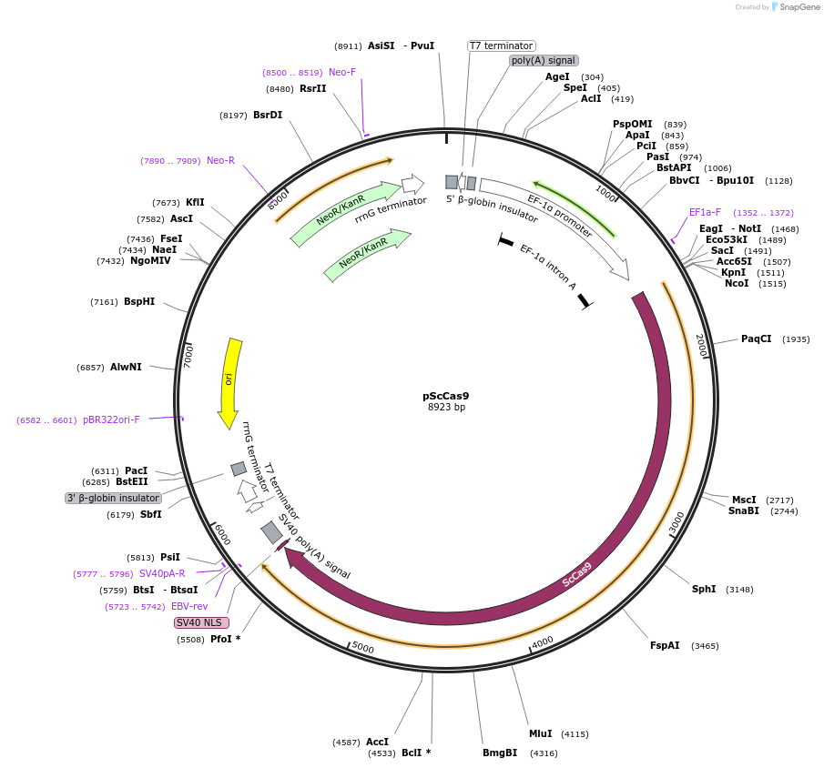 117700-plasmid-map-sequence-id-228457