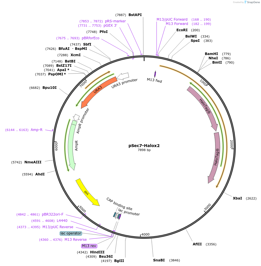115425-plasmid-map-sequence-id-228459