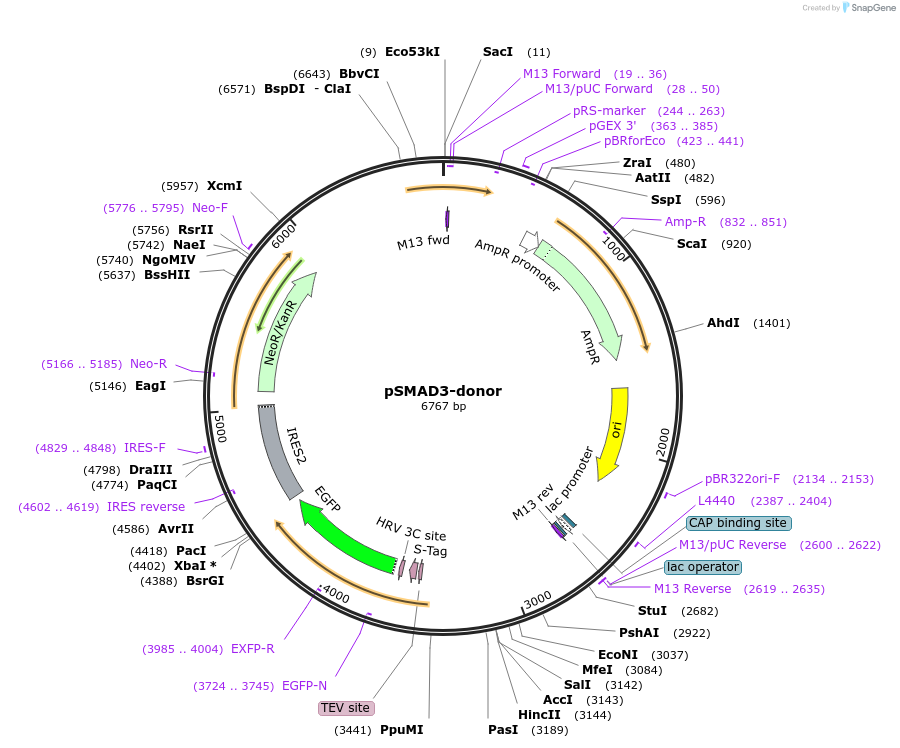112311-plasmid-map-sequence-id-228463