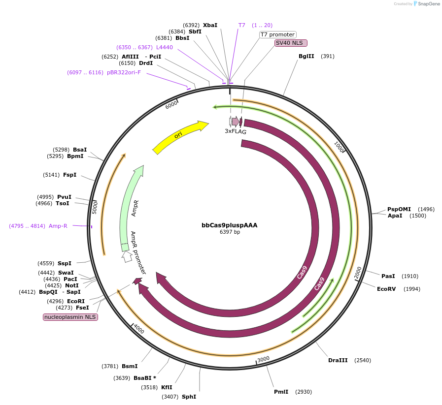 82581-plasmid-map-sequence-id-228465