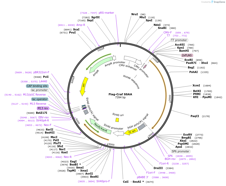 118336-plasmid-map-sequence-id-228466