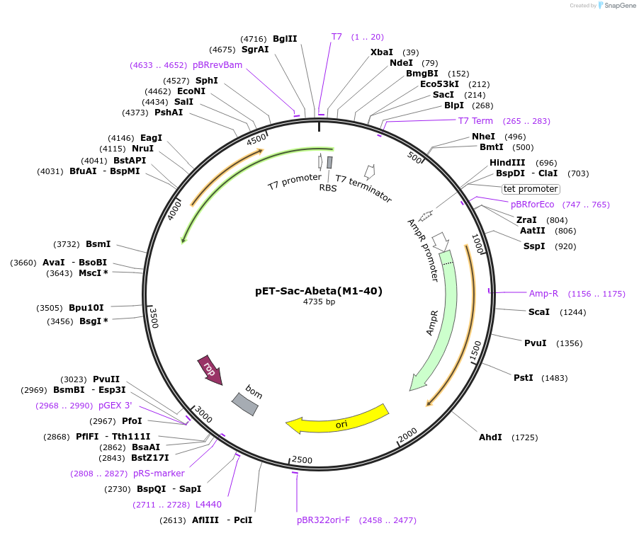 71876-plasmid-map-sequence-id-228467