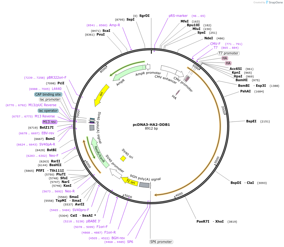 19909-plasmid-map-sequence-id-228469