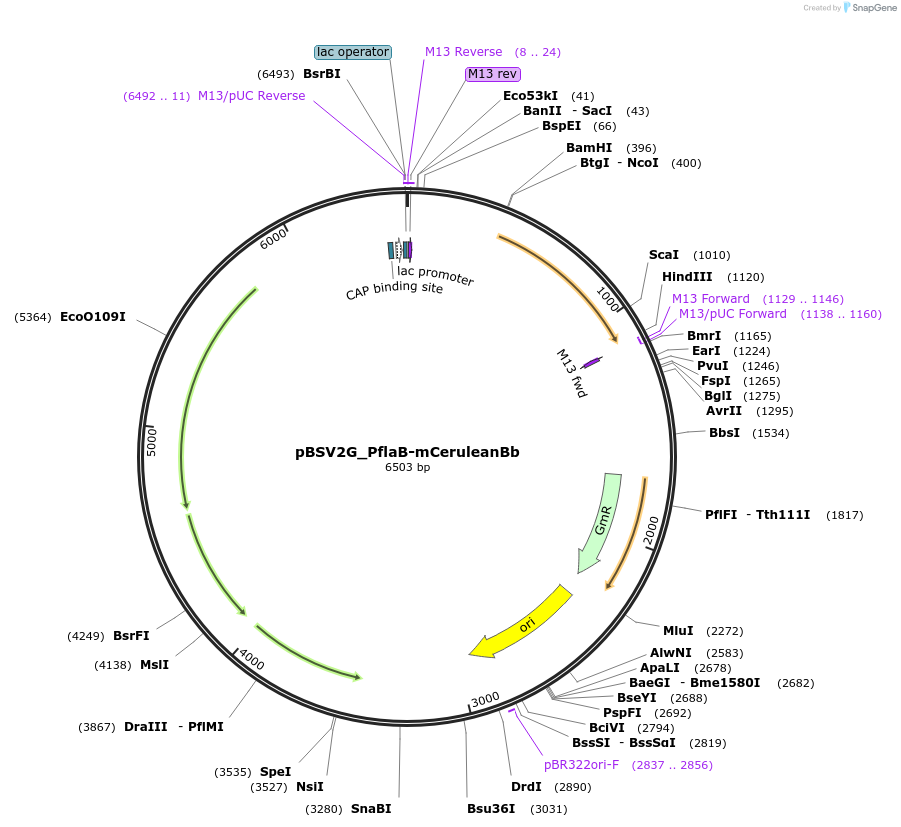 118235-plasmid-map-sequence-id-228481
