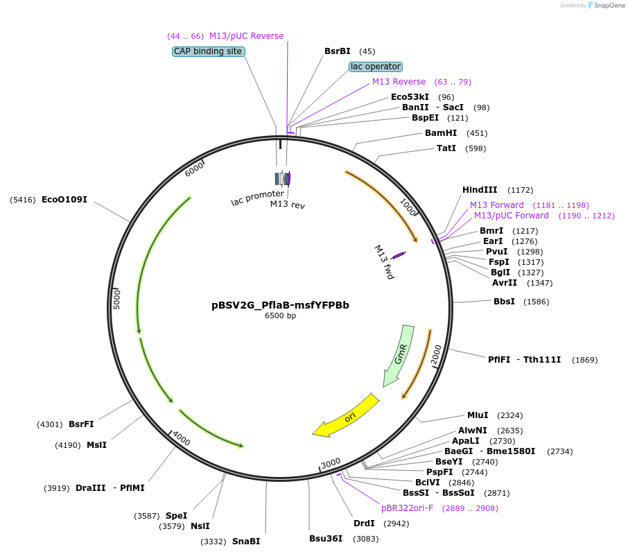 118233-plasmid-map-sequence-id-228483