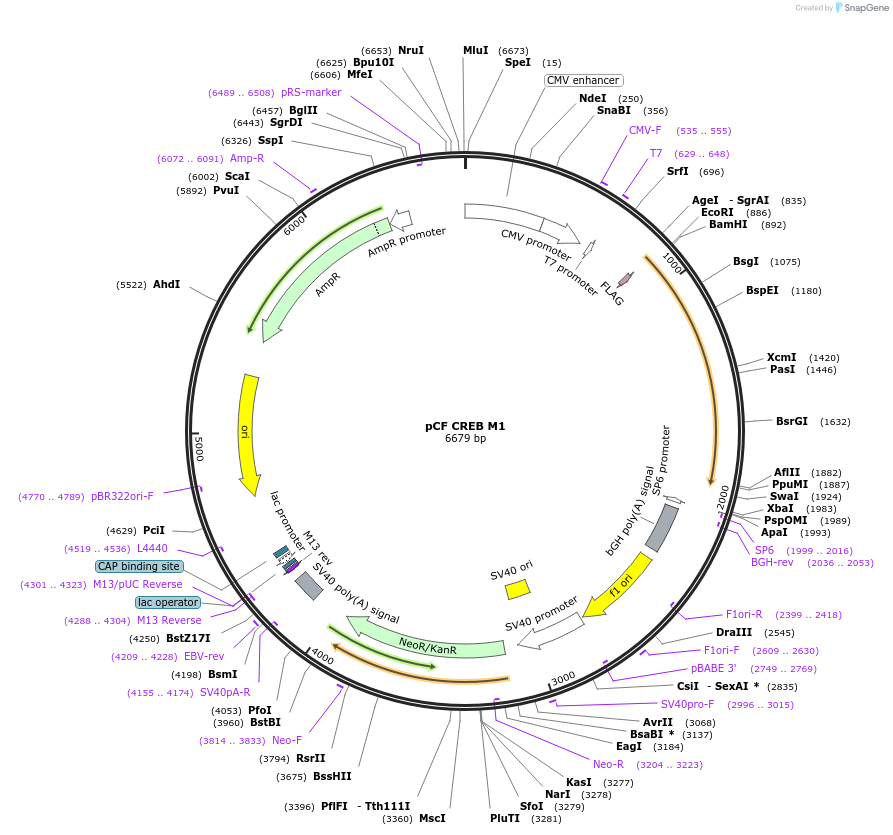 22969-plasmid-map-sequence-id-228486