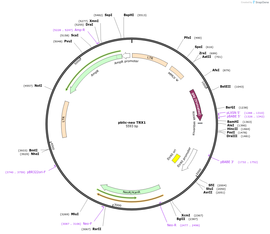 110919-plasmid-map-sequence-id-228489