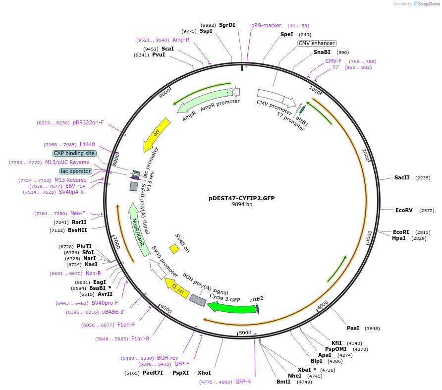 109140-plasmid-map-sequence-id-228490