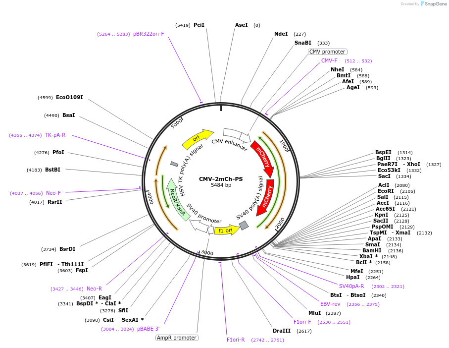 112268-plasmid-map-sequence-id-228492