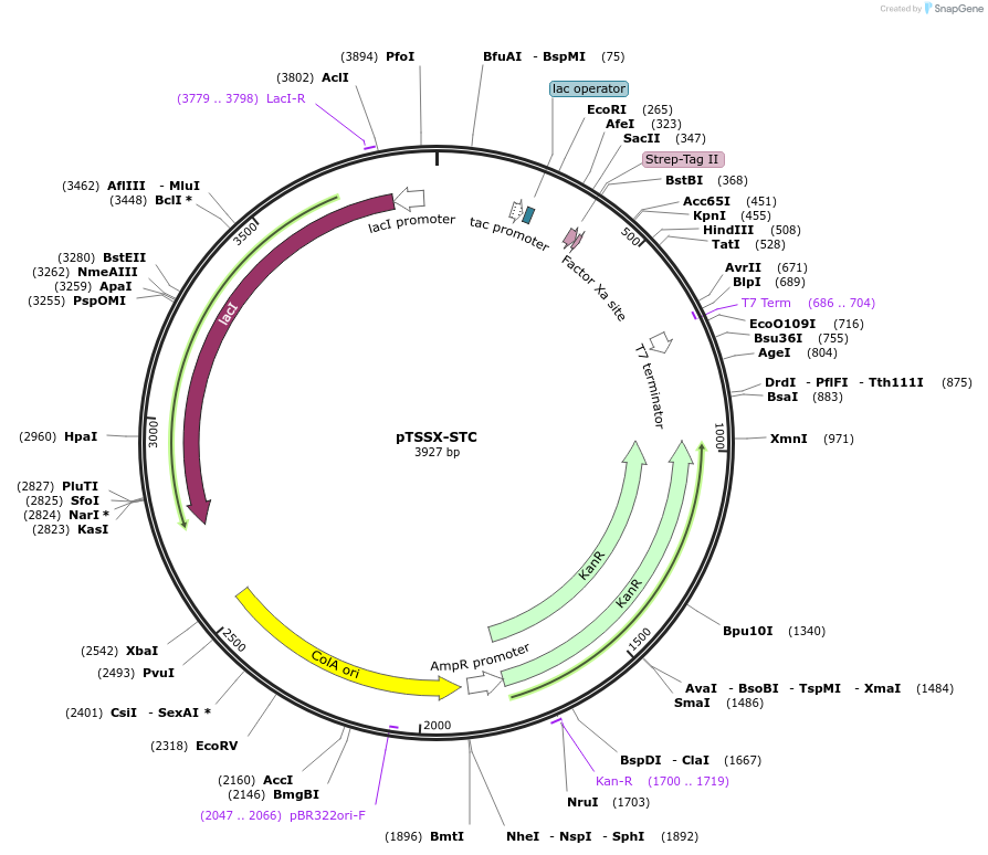 115668-plasmid-map-sequence-id-228494