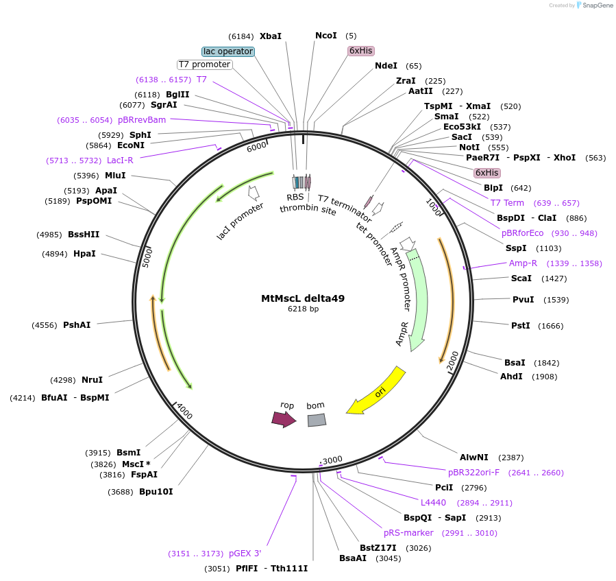 118342-plasmid-map-sequence-id-228502