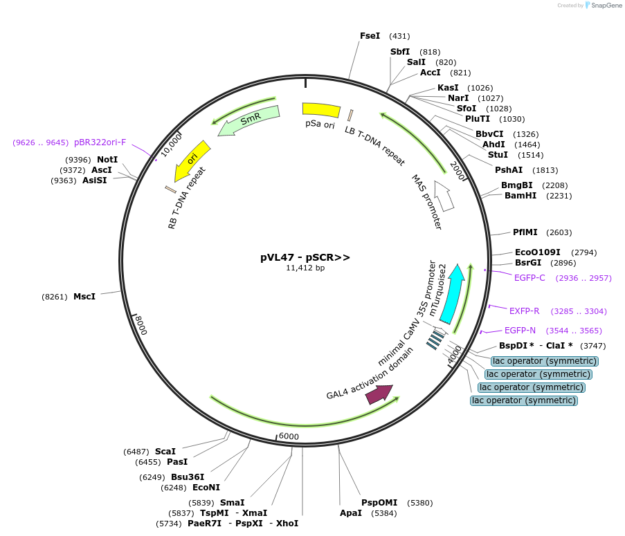 116013-plasmid-map-sequence-id-228504