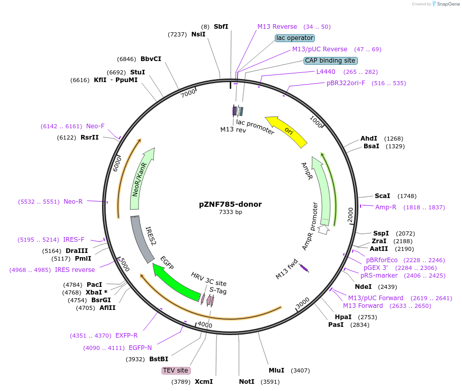 112317-plasmid-map-sequence-id-228521