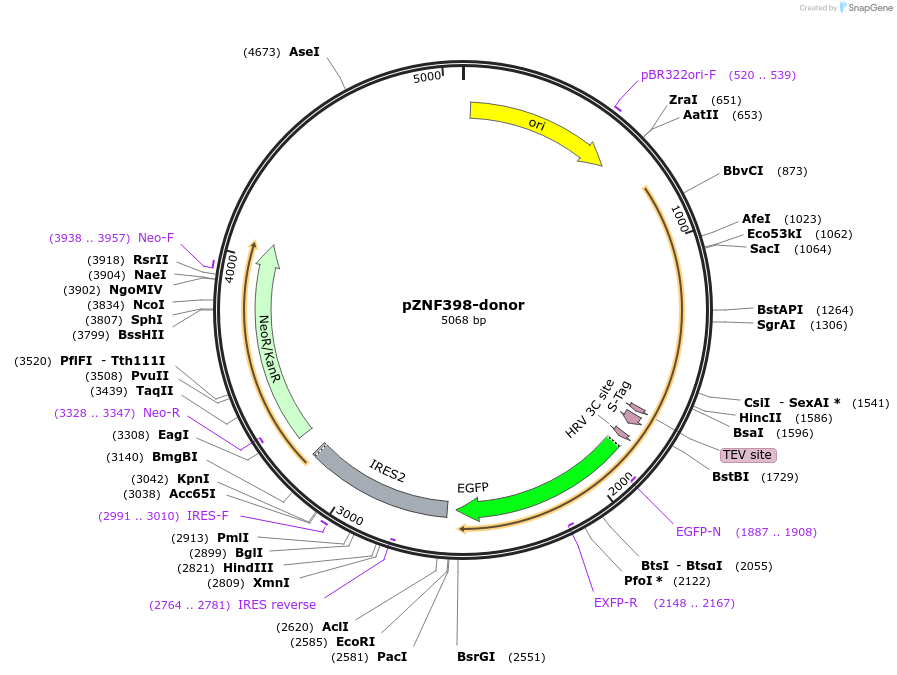 112319-plasmid-map-sequence-id-228524