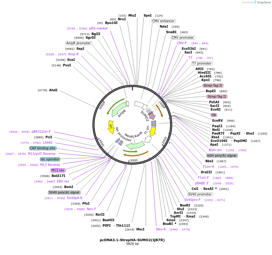 66868-plasmid-map-sequence-id-228526